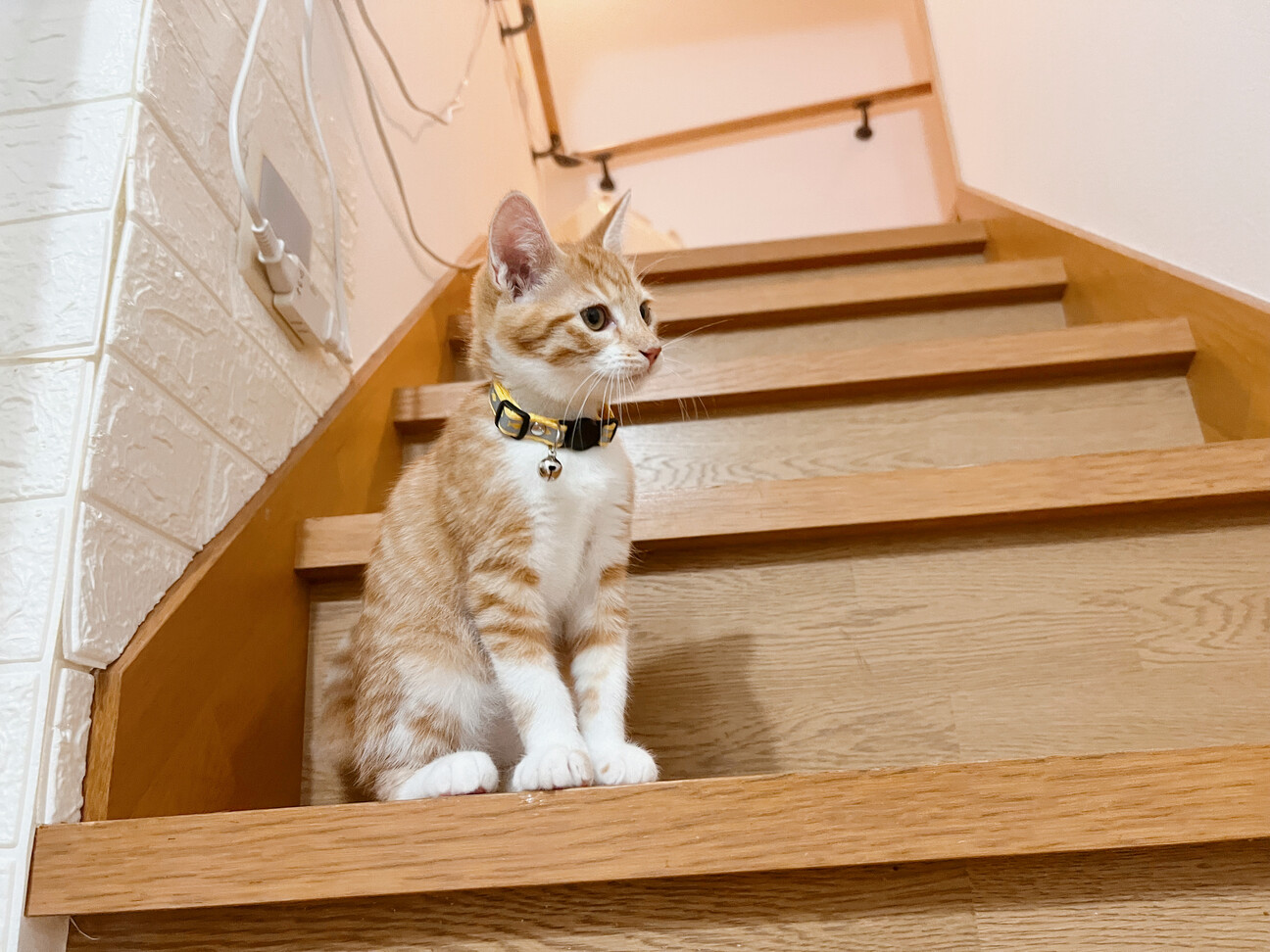 3ヶ月◼️早期去勢手術チ」茨城県 - 猫の里親募集(528503) 4