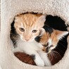 3ヶ月◼️早期去勢手術チップ済◼️茶白♂ サムネイル7