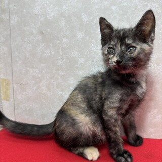 仔猫なのにクールに甘える！魅惑過ぎるませ猫❤ナオミ