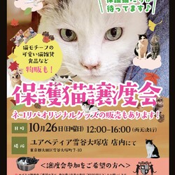 保護猫譲渡会@ユアペティア雪谷大塚店