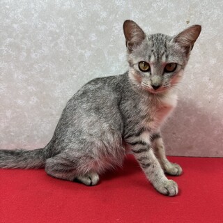 サバトラ好き必見！留守番、晩酌の相手します❤綾