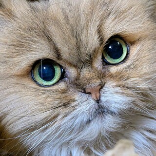 【緊急】余命宣告を受けた飼い主様の最後の願い