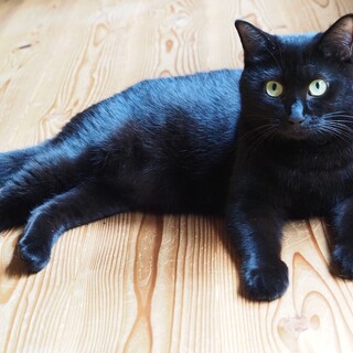 すりすり甘えん坊の『元気』ちゃん