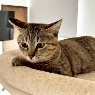 11/16譲渡会】麦わら美少女♡チッチ