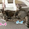9/6譲渡会】麦わら美少女♡チッチ