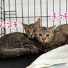 10/18譲渡会】麦わら美少女♡チッチ サムネイル6