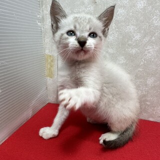 三兄弟‼️お手手繋いで譲渡会！青い目の❤ロック