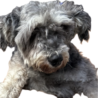 シュナウザーの4才女の子