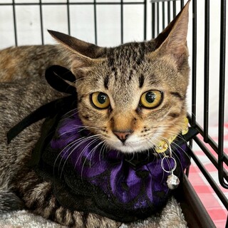 4/19譲渡会】超陽キャ！甘えんぼなパンチ