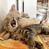 10/18譲渡会】超陽キャ！甘えんぼなパンチ