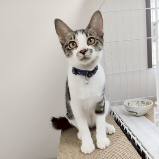 【12/7譲渡会】家猫に一転❤グロリアちゃん