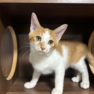 【人なれOK】茶トラ白の男の子