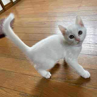 白ちゃんズ♡馴れてる『おもち』くん