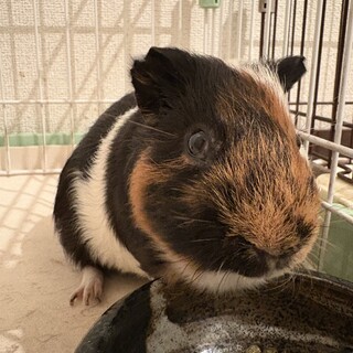 モルモット里親募集
