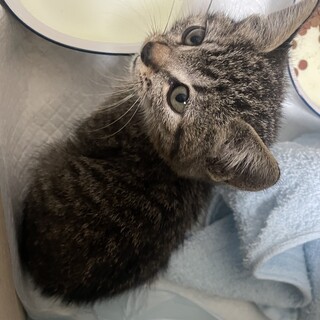 キジトラ オス1ヶ月 可愛い子猫です