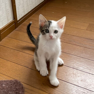 白ちゃんズ♡馴れてる『だいふく』くん