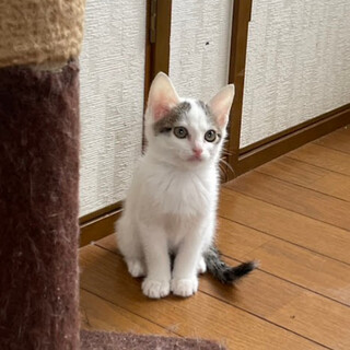 白ちゃんズ♡ちょい馴れてる『もなか』ちゃん