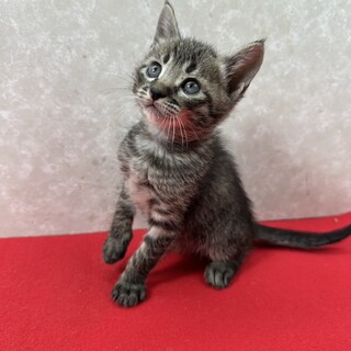 三兄弟‼️お手手繋いで譲渡会！綺麗な目の❤チップ