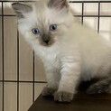 シャムミックスのバニラちゃん♪