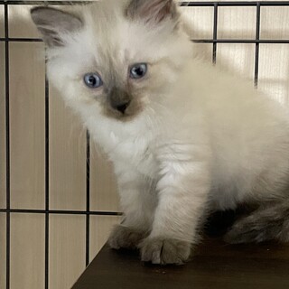 シャムミックスのバニラちゃん♪