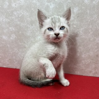 三兄弟‼️お手手繋いで譲渡会！青い目の❤パール