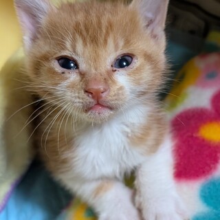 仔猫の里親急募