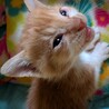 仔猫の里親急募 サムネイル2