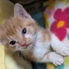 仔猫の里親急募 サムネイル3