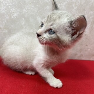 三姉妹‼️夢と希望を胸に譲渡会！青い目の❤プラダ