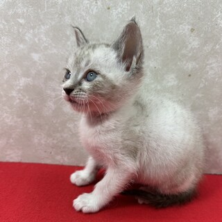 三姉妹‼️夢と希望を胸に譲渡会！青い目の❤キララ