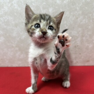 三姉妹‼️夢と希望を胸に譲渡会！甘え上手❤シルク