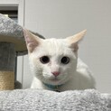 ブルーの瞳が綺麗な「ジュリ」くん