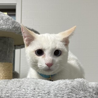 ブルーの瞳が綺麗な「ジュリ」くん