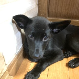 保健所からレスキュー！かわいいリポちゃん