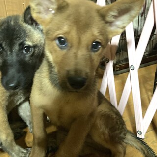 保健所からレスキュー！元気なアオ君。