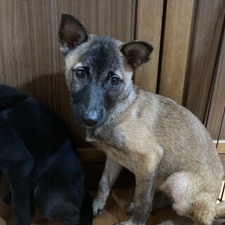 保健所からレスキュー！小柄なロコちゃん