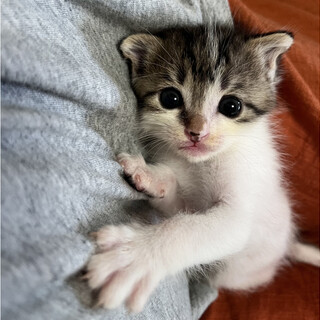 ワンコ顔の甘えん坊 ブチくん