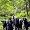 Black dogs
