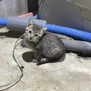 キジトラ　子猫（女の子）