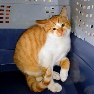 とても元気で甘えん坊の男の子です！