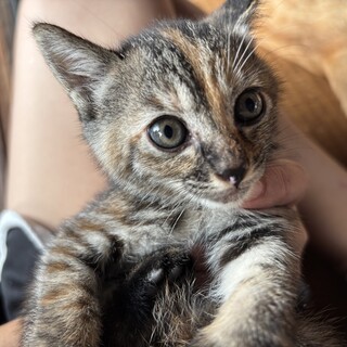 8月生まれ　雑種　子猫
