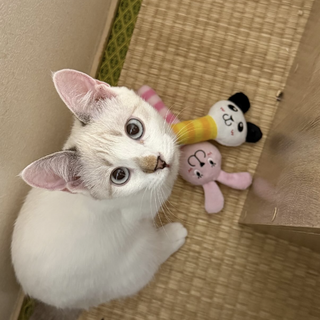 【とても活発な女の子】しおちゃん