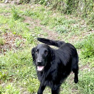 フラットコーテッド若犬