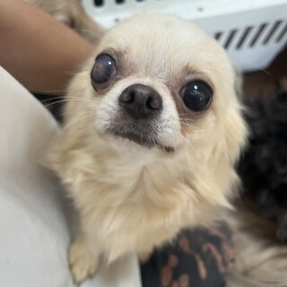 人が大好き懐っこく可愛いチワワ君