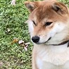 柴犬女の子3歳 サムネイル2