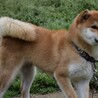 柴犬女の子3歳 サムネイル3