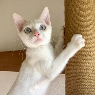 11/2譲渡会☆ブルーアイのイケニャン