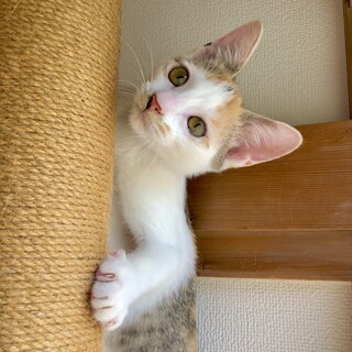 11/2譲渡会♡ゴロスリ美少女くりどちゃん