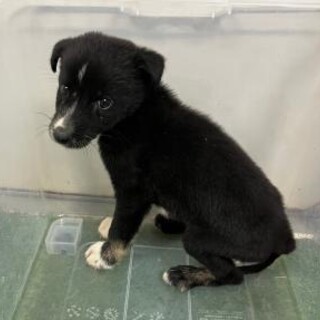 ※優先期間内にお迎えをお願いします。10/27