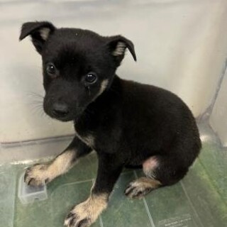 ※優先期間内にお迎えをお願いします。10/27